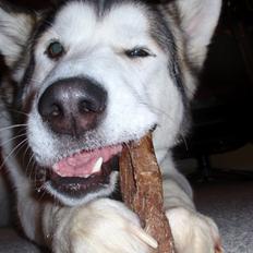 Alaskan malamute Eayla