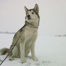 Alaskan malamute Eayla