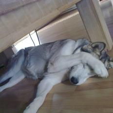 Alaskan malamute Eayla