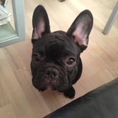 Fransk bulldog Hard Black Jack Faster Than A Kiss