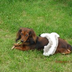 Miniature gravhund Sénta ( Nikki )