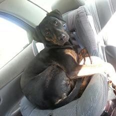 Blanding af racer Zita