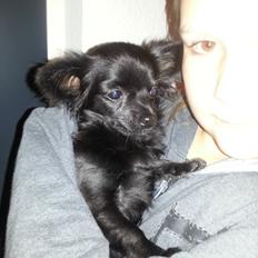 Chihuahua Baby Kitty