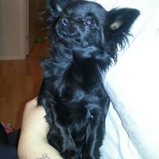 Chihuahua Baby Kitty