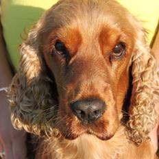 Cocker spaniel Zika