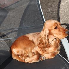 Cocker spaniel Zika