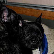 Fransk bulldog Conrad