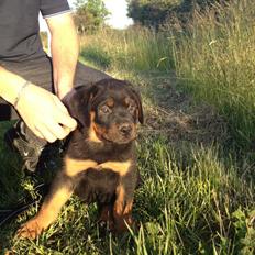 Rottweiler Kenzo ( R.I.P himmelhund)
