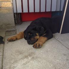 Rottweiler Kenzo ( R.I.P himmelhund)