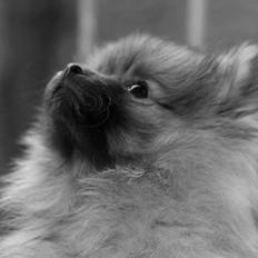 Pomeranian panuu