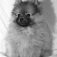 Pomeranian panuu