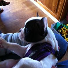 Fransk bulldog Freja