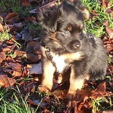 Blanding af racer Bimmer