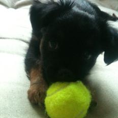 Blanding af racer Bimmer