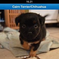 Blanding af racer Bimmer