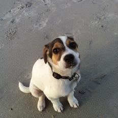 Dansk svensk gaardhund Hannibal