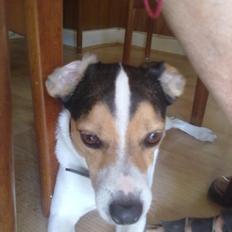 Dansk svensk gaardhund Vaks