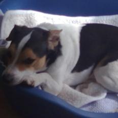 Dansk svensk gaardhund Vaks