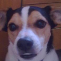 Dansk svensk gaardhund Vaks