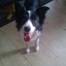 Border collie Charly