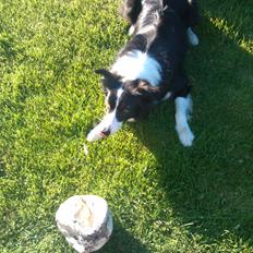 Border collie Charly