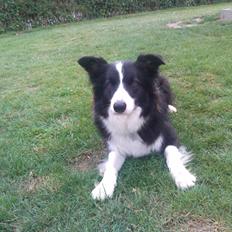 Border collie Charly