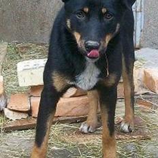 Blanding af racer Vega