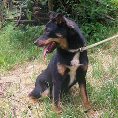 Blanding af racer Vega