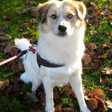 Blanding af racer Zoey