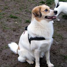 Blanding af racer Zoey