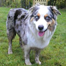 Australian shepherd Nivea