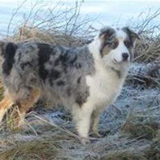 Australian shepherd Nivea