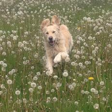 Golden retriever Kenzo