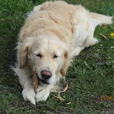 Golden retriever Kenzo