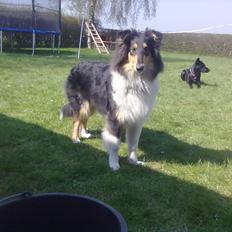 Collie langhåret Fie