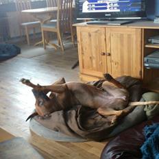 Rhodesian ridgeback Kuzonga's Holly CikMa