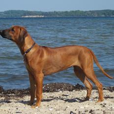 Rhodesian ridgeback Kuzonga's Holly CikMa
