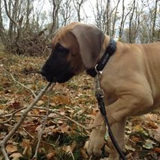 Grand danois Grand Krøyer's Five Pine Mesa