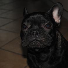 Fransk bulldog Junior