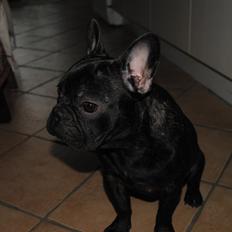 Fransk bulldog Junior