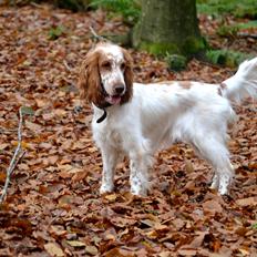 Cocker spaniel Althea