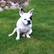 Fransk bulldog pixie