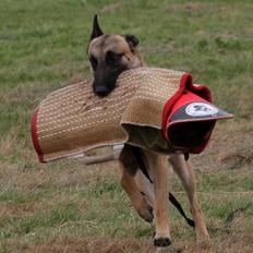 Malinois Isell´s Uzo