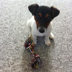 Jack russell terrier Kiwi