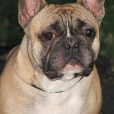 Fransk bulldog Simba