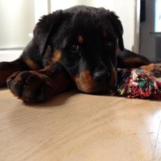 Rottweiler Malou (himmelhund)