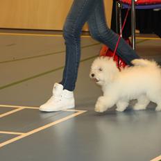 Coton de tulear Sisses Cindy