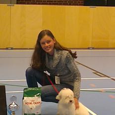 Coton de tulear Sisses Cindy