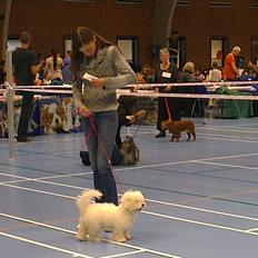 Coton de tulear Sisses Cindy