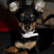 Prazsky krysarik Vina